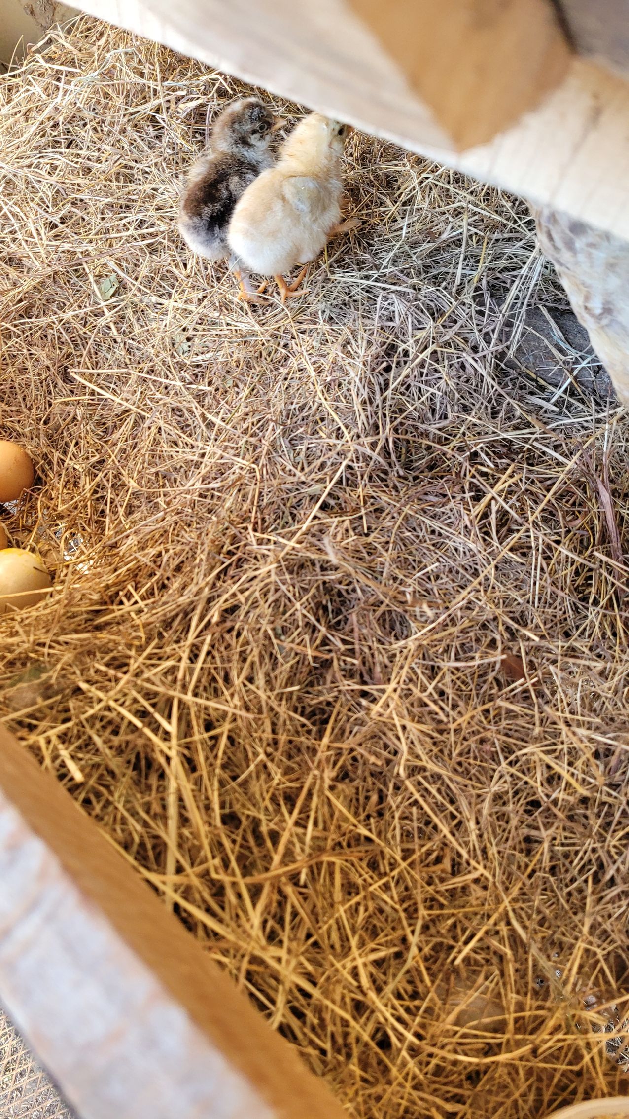 Chicks nestled in hay-filled enclosure; eggs visible.