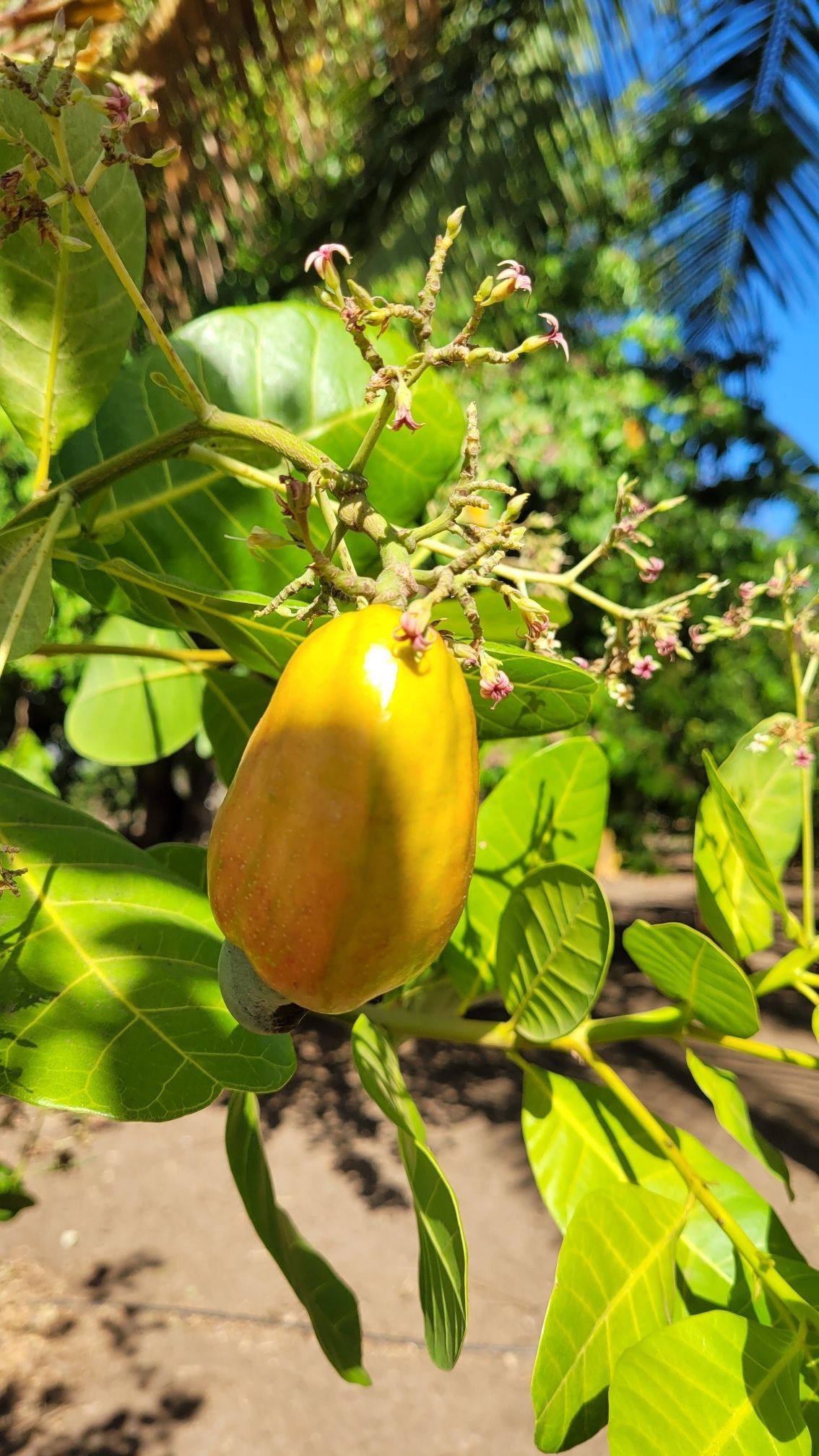Yellow cashew fruit hanging from a tree branch with green leaves.