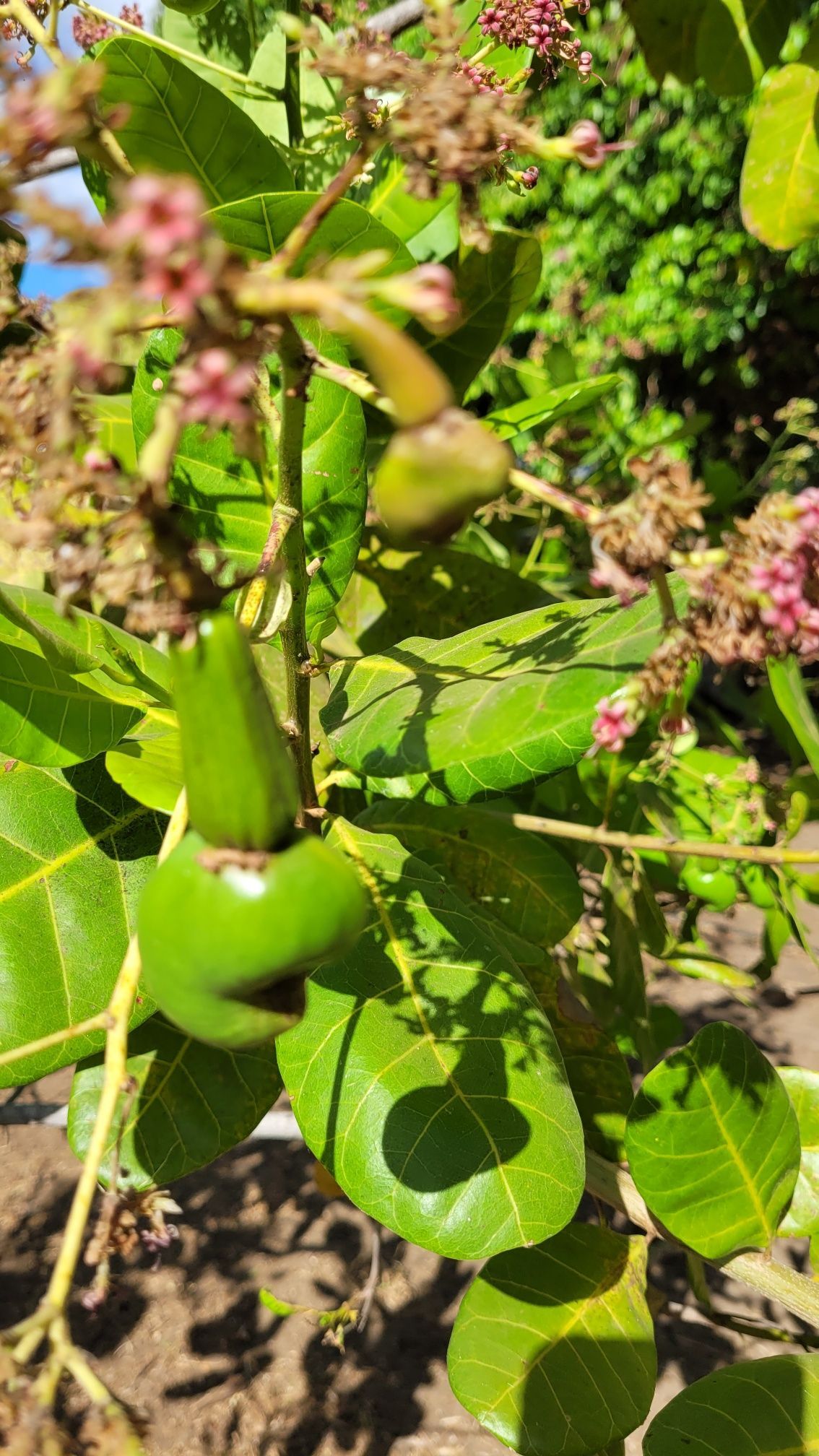 Green cashew fruit on a tree with light green leaves and small pink flowers.