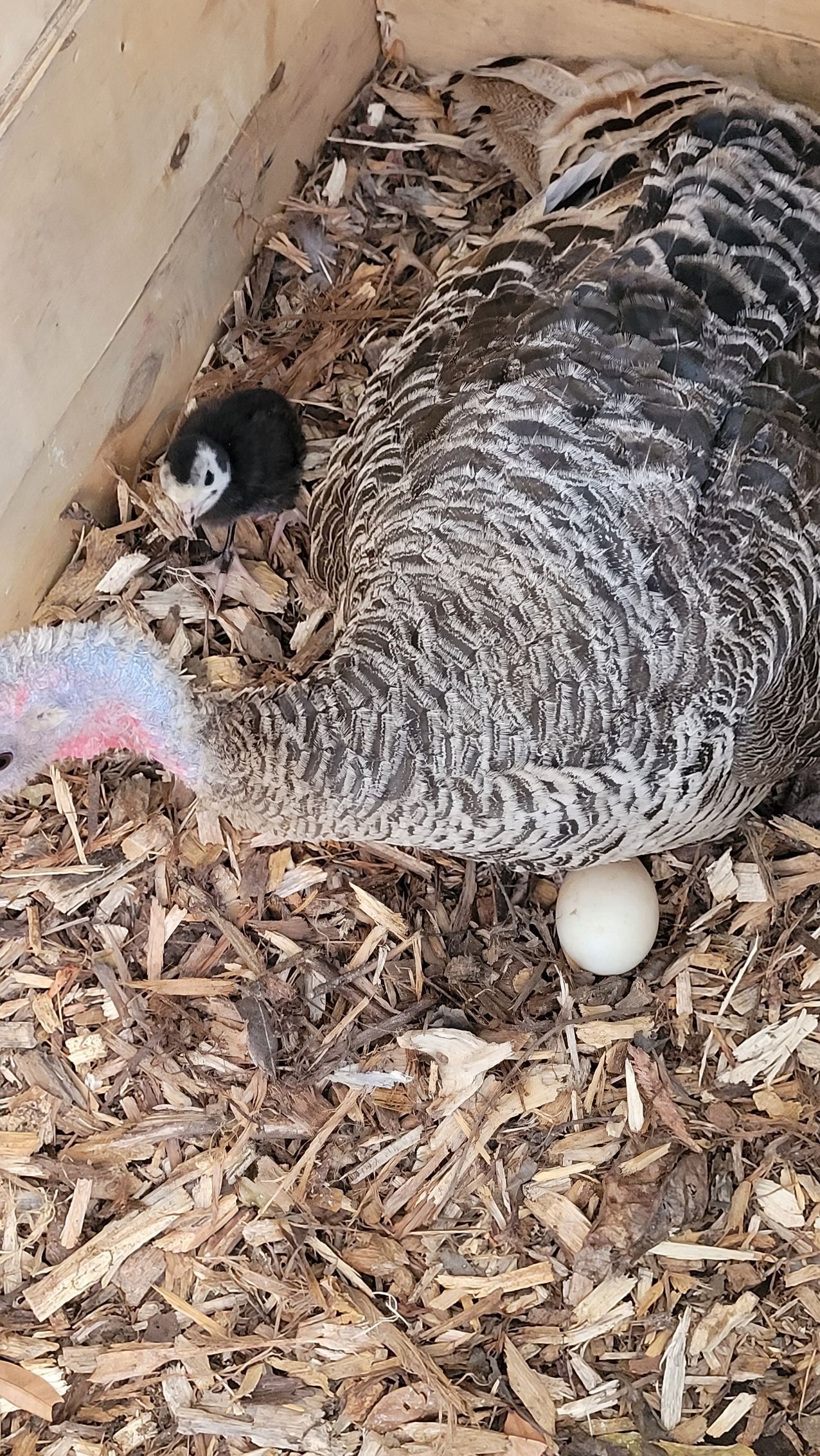 Turkey hen and chick in a nest with an egg. Nest made of wood shavings.