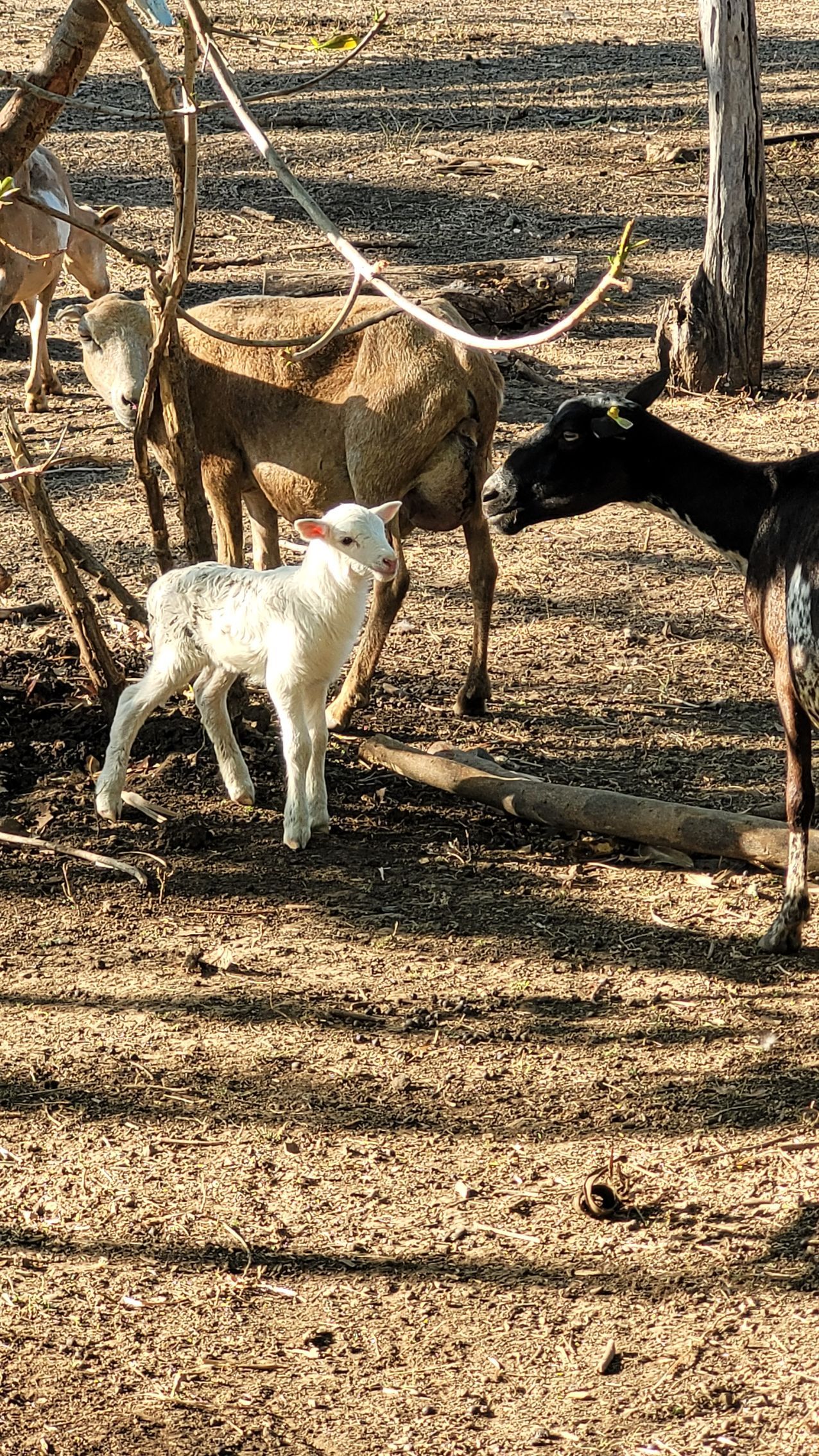 Goats in a dirt enclosure; a white kid stands near larger brown and black goats, under trees.