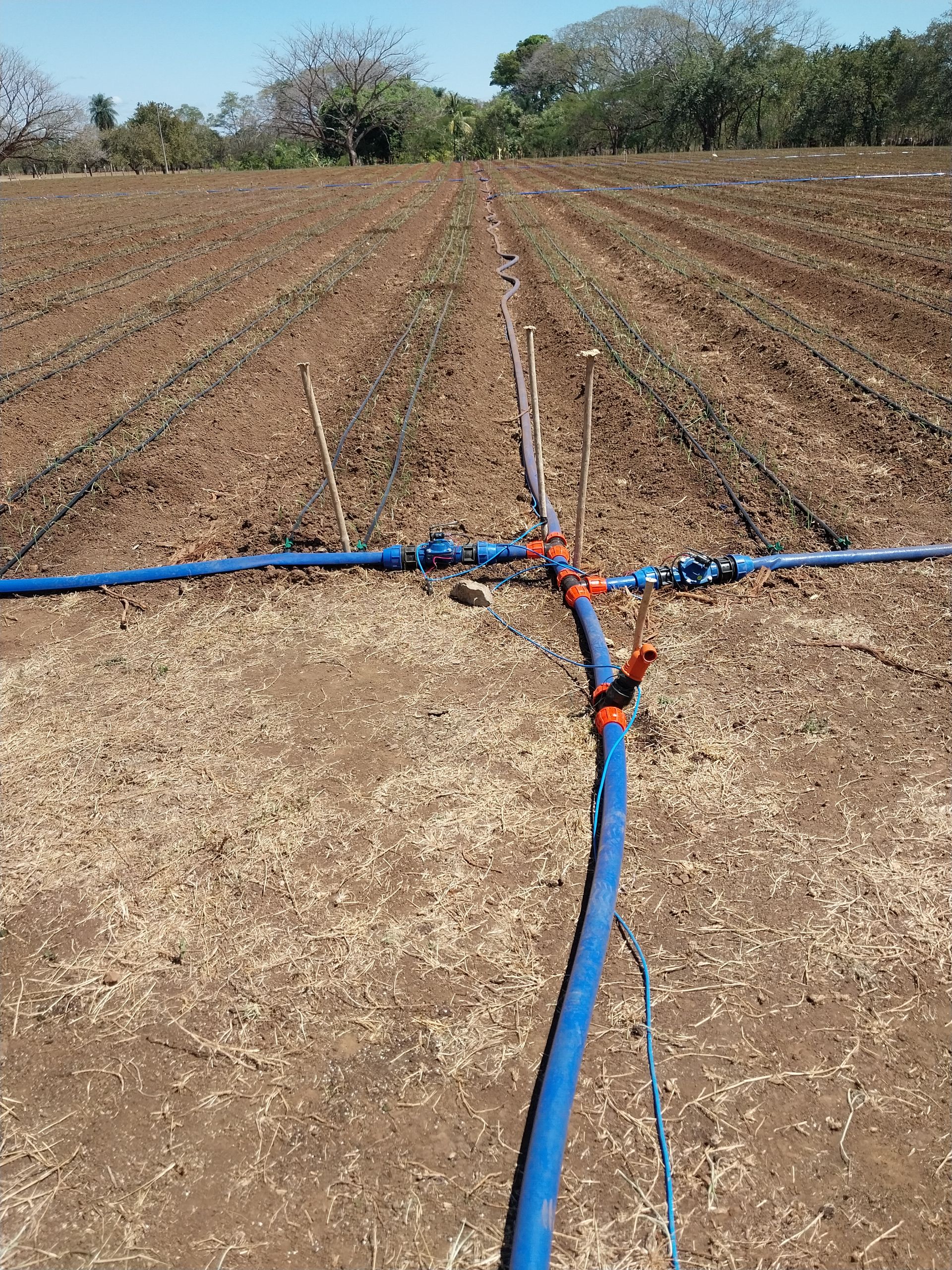 Blue irrigation pipes in a field of crops, running horizontally and vertically.
