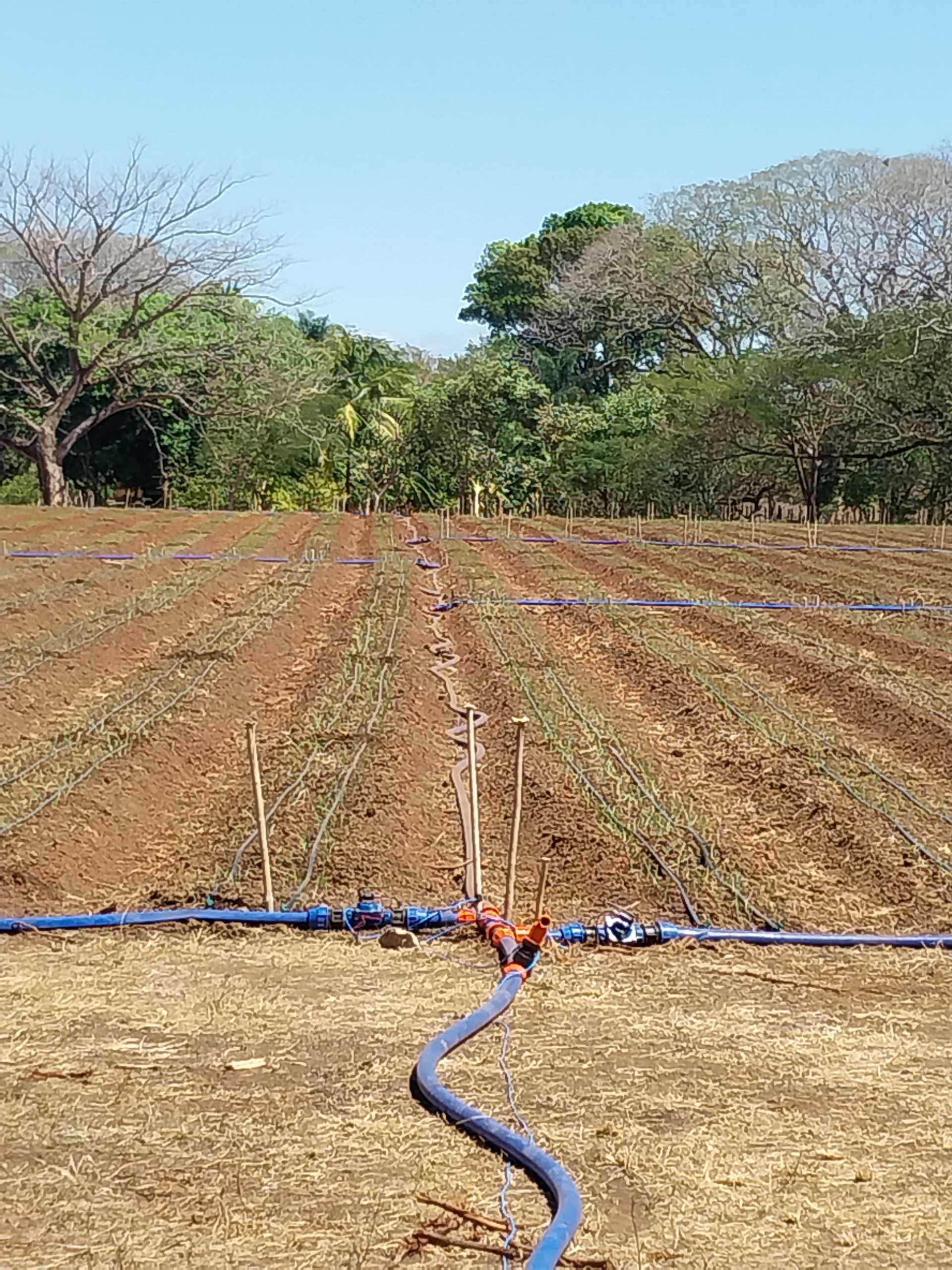 Field with rows of plants, irrigation system, blue hoses, brown soil, trees, and clear sky.