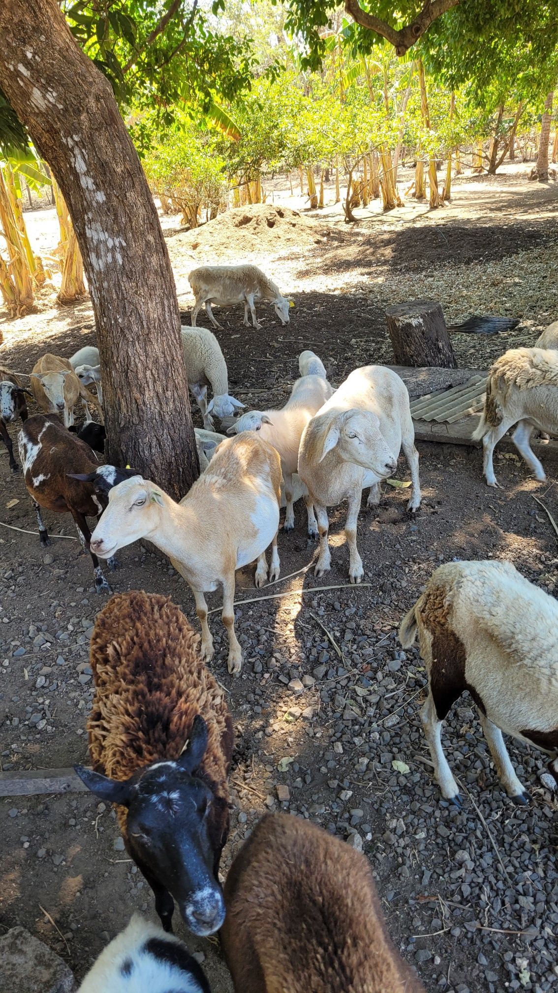 Sheep gathering near a tree in a sunny, outdoor setting. Some have brown and white patches.