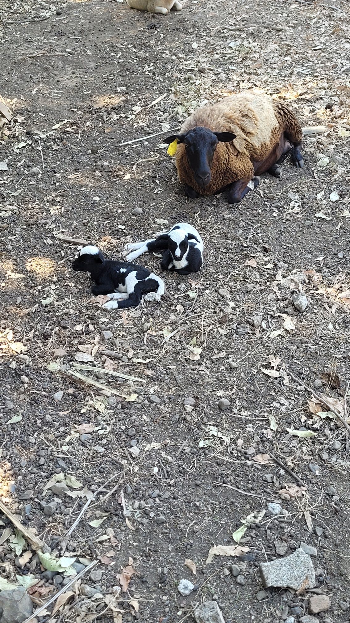 Ewe with two black and white lambs resting on the dirt ground.