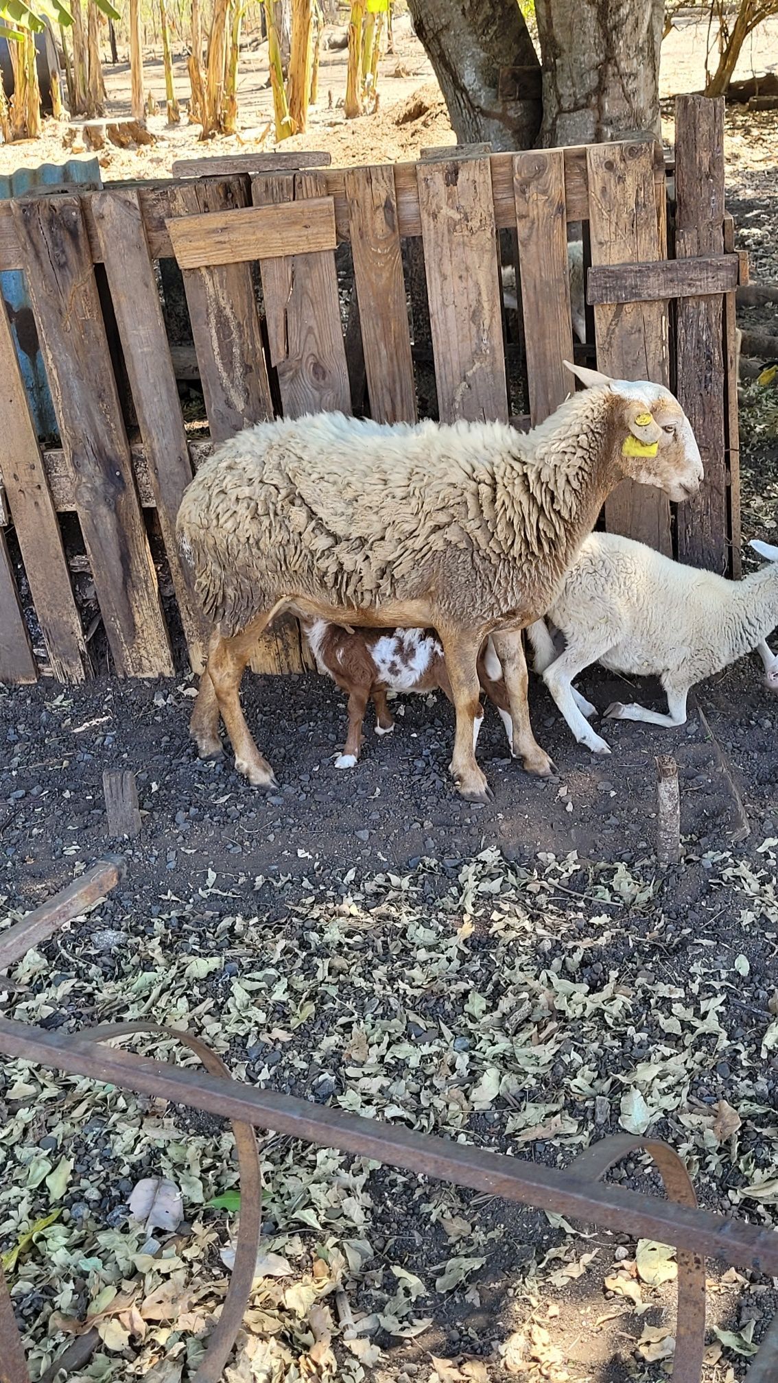 Sheep with two lambs in a wooden enclosure, one nursing.