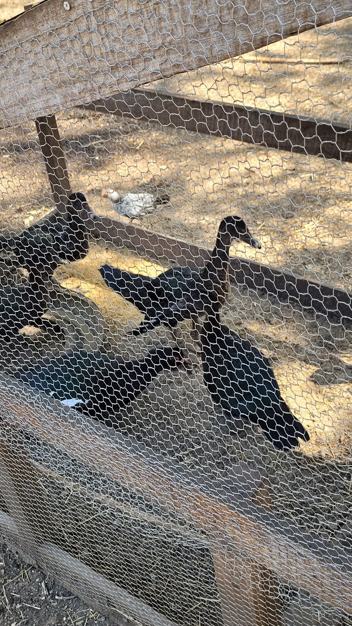 Black ducks behind wire mesh fence, with a white duck in the background.