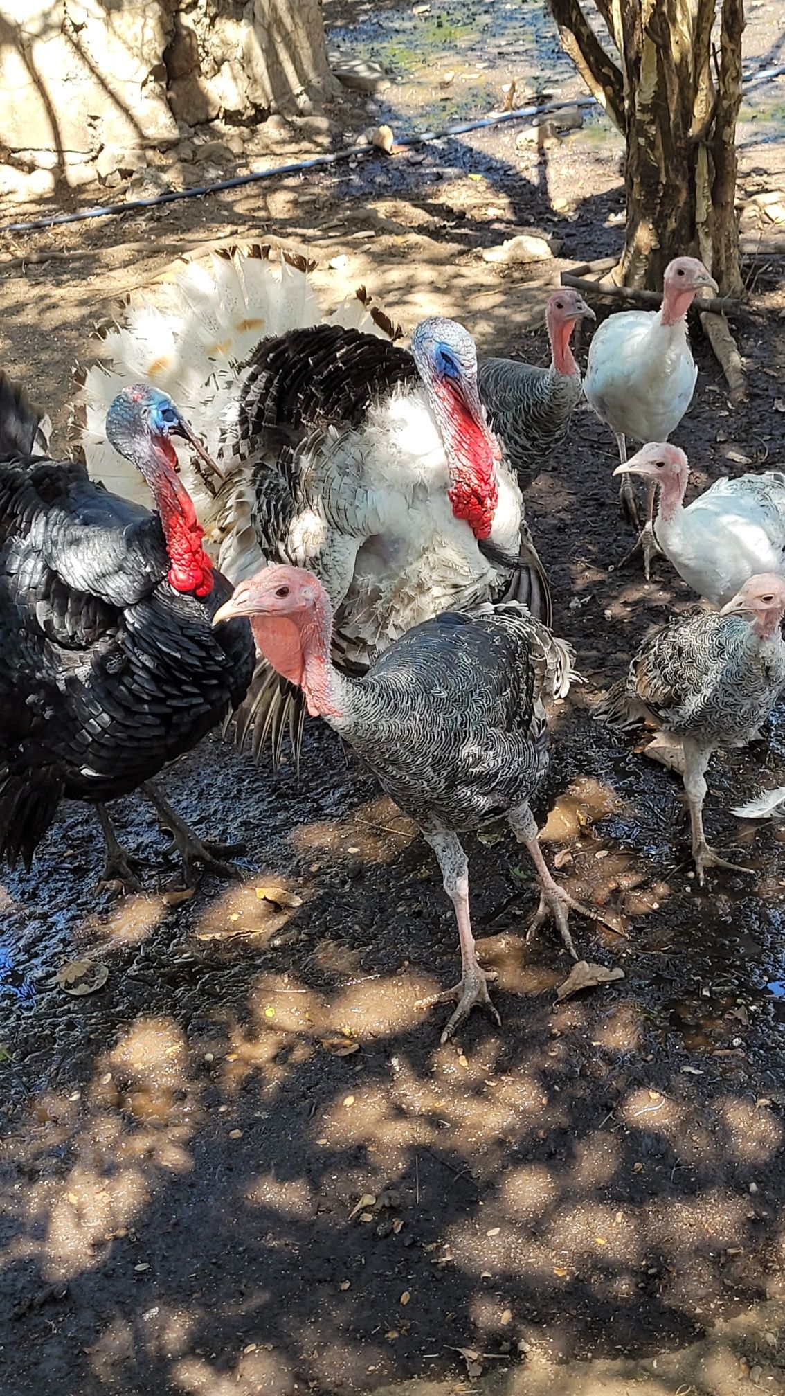 Flock of turkeys with red wattles, in a muddy outdoor setting.