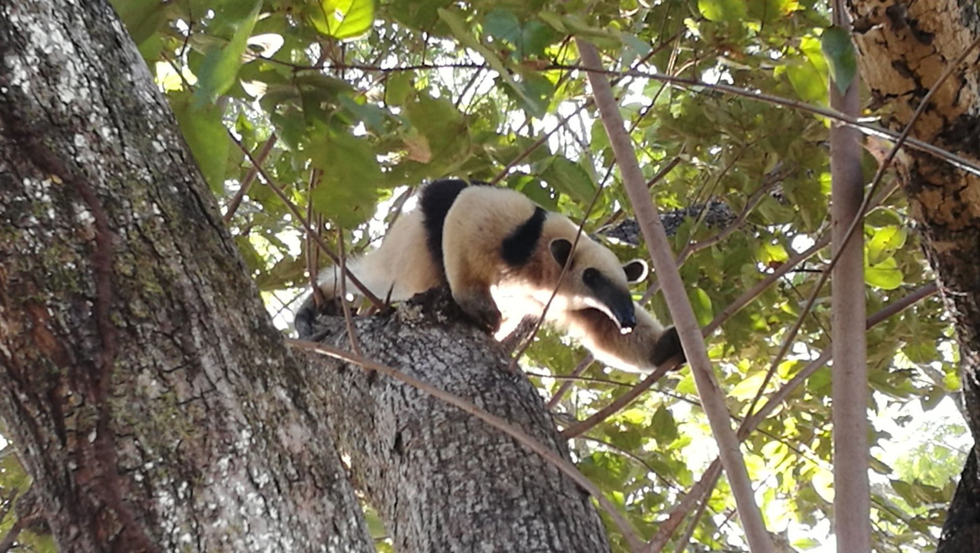 A white-and-black coati climbs a tree, sunlit leaves in the background.
