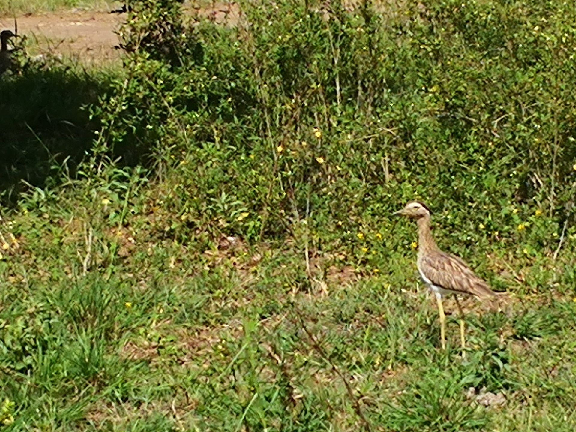 Bird with long legs in green grassy field.