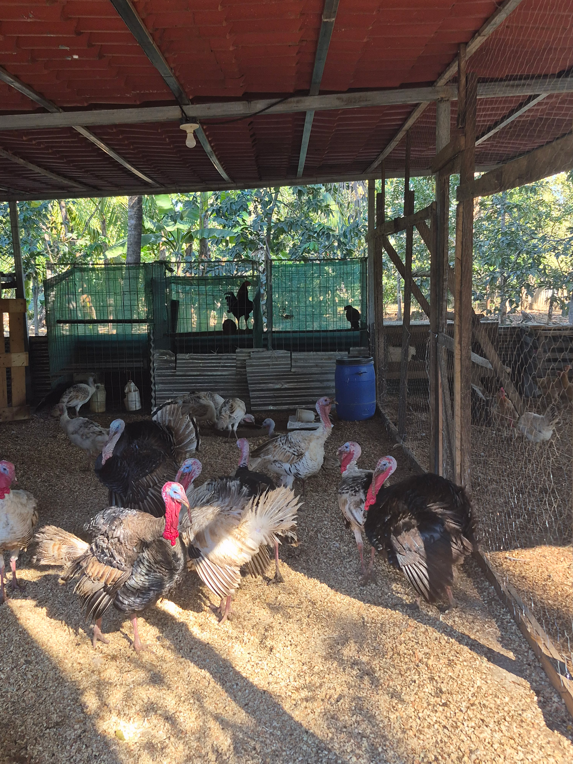 Turkeys gathered inside a wooden coop with a red roof, eating and walking around.
