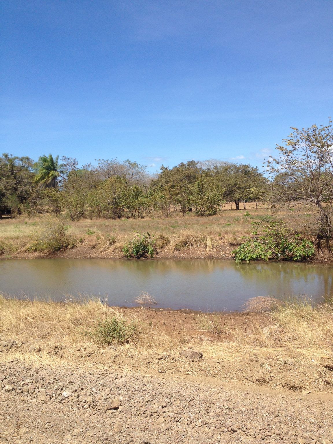 Pond in a dry, grassy field with trees under a blue sky.