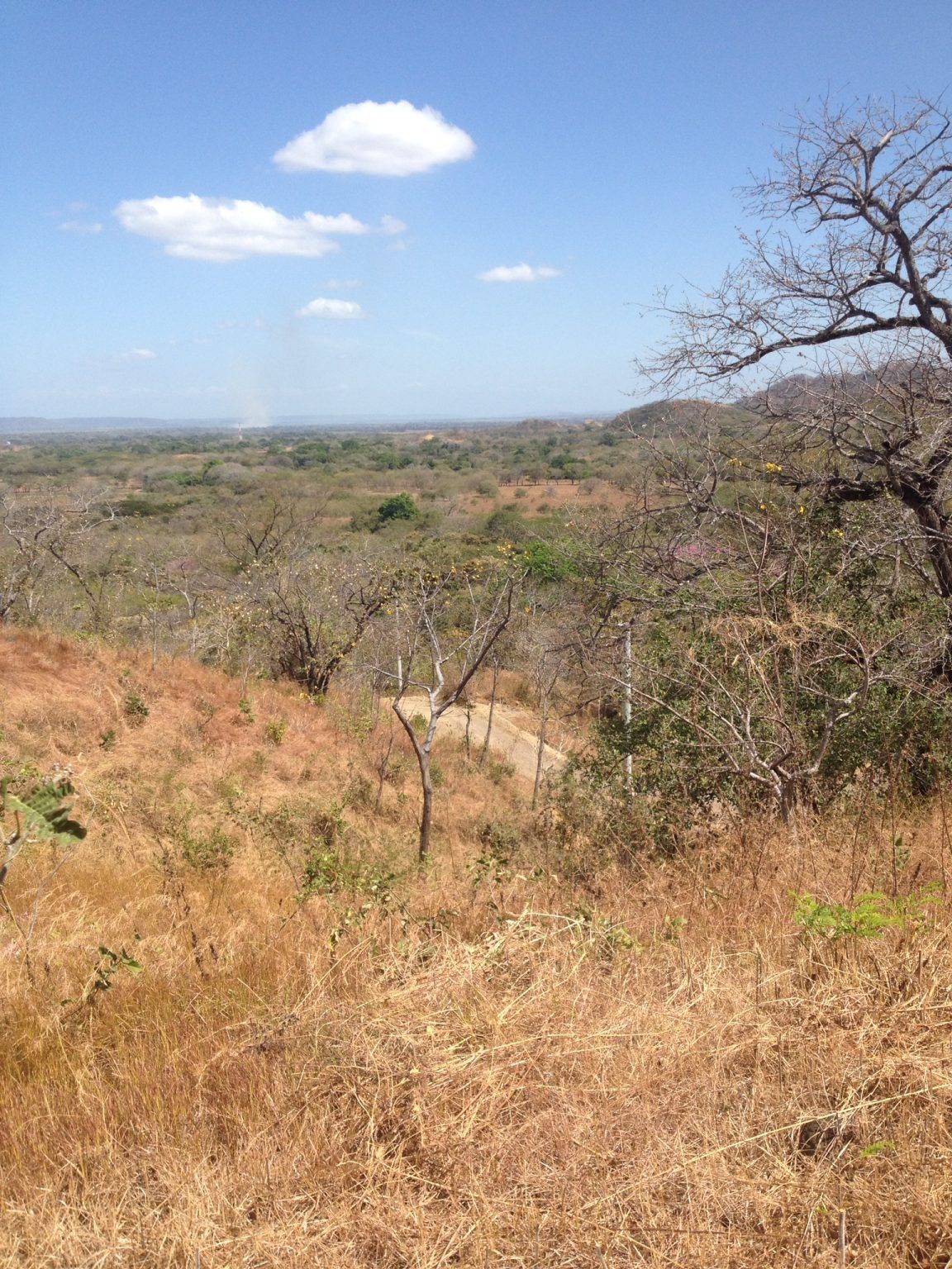 Brown and green landscape under a blue sky, dry grass in foreground, trees scattered throughout.
