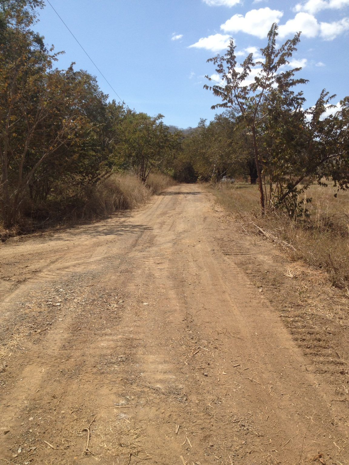 Dirt road lined with trees under a blue sky.