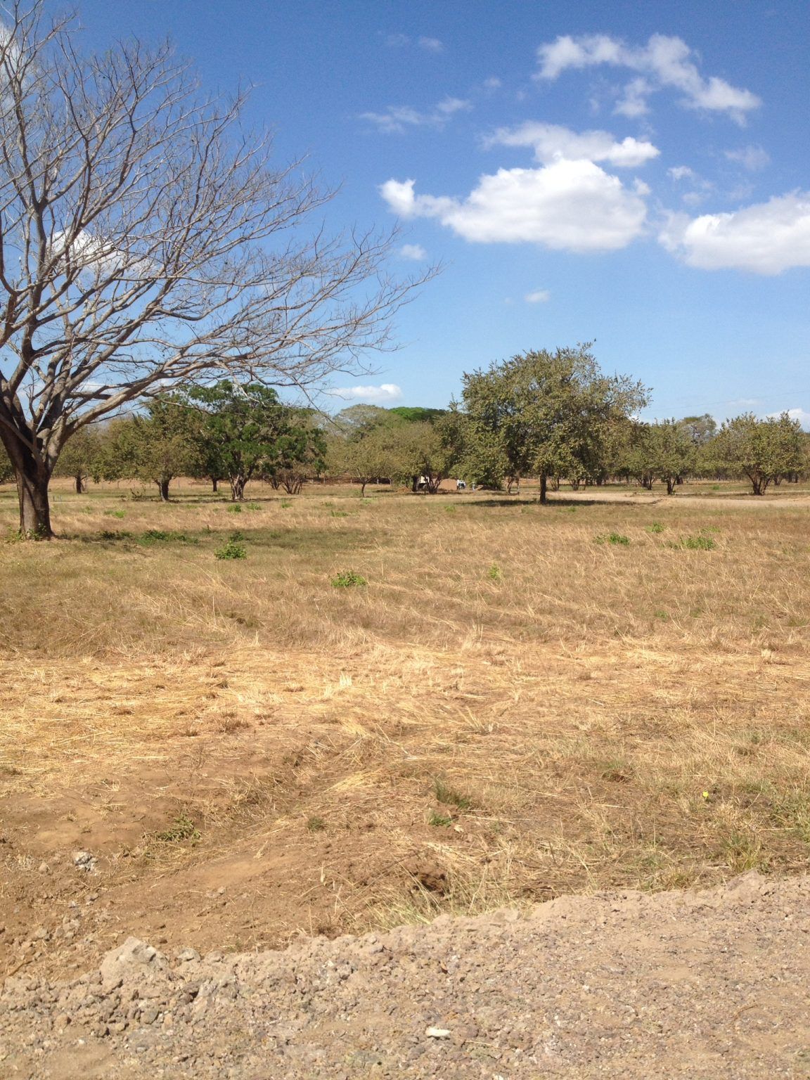 Dry field with scattered trees under a blue sky with clouds.