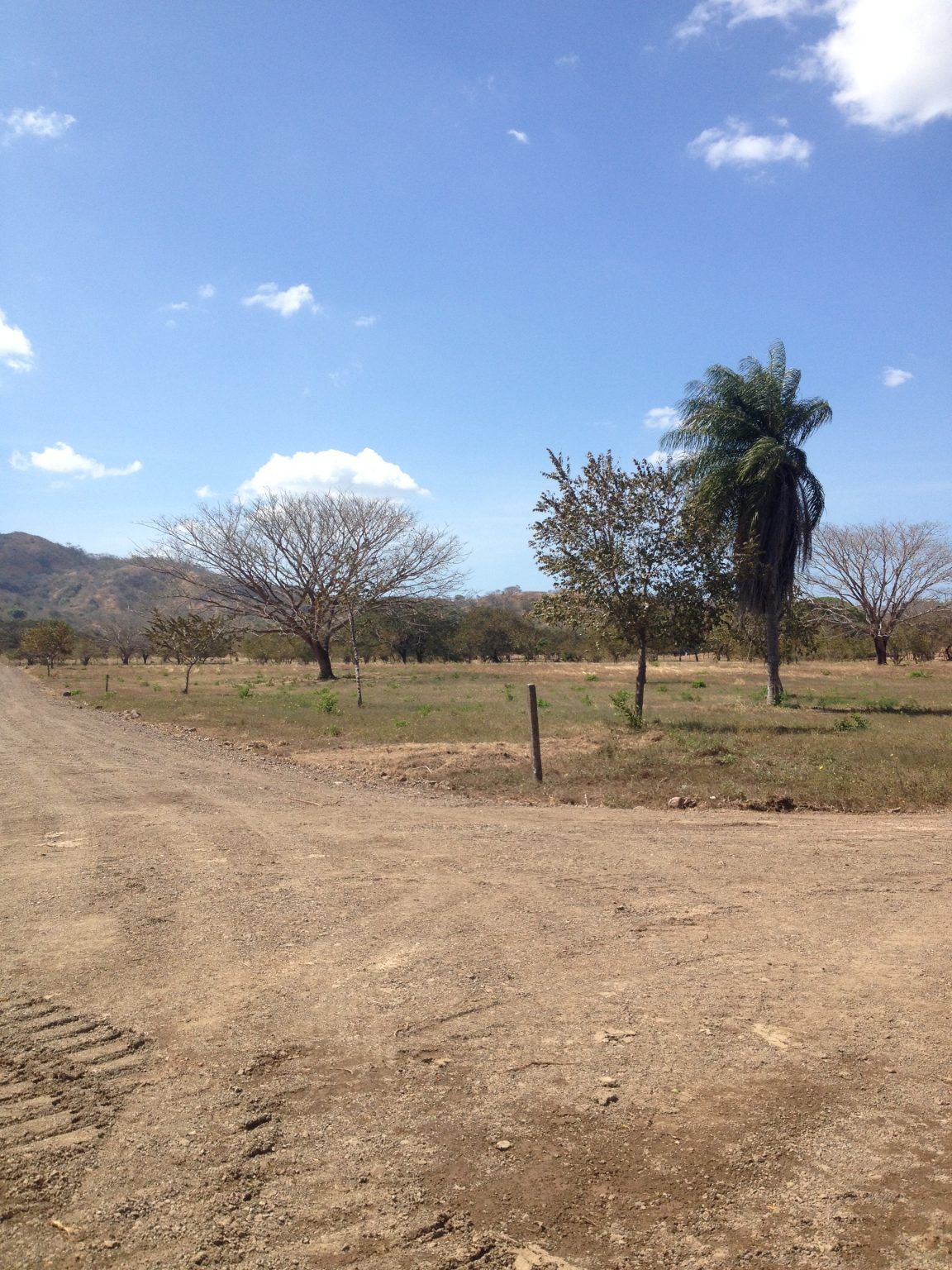 Dirt road leading toward trees in a dry field under a blue sky.
