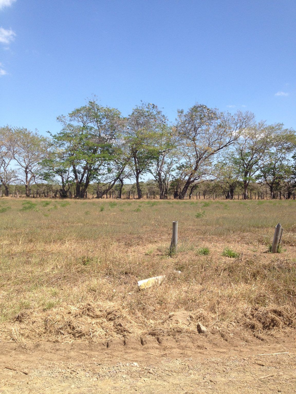 Field of dry grass with line of trees under a blue sky; wooden posts in foreground.