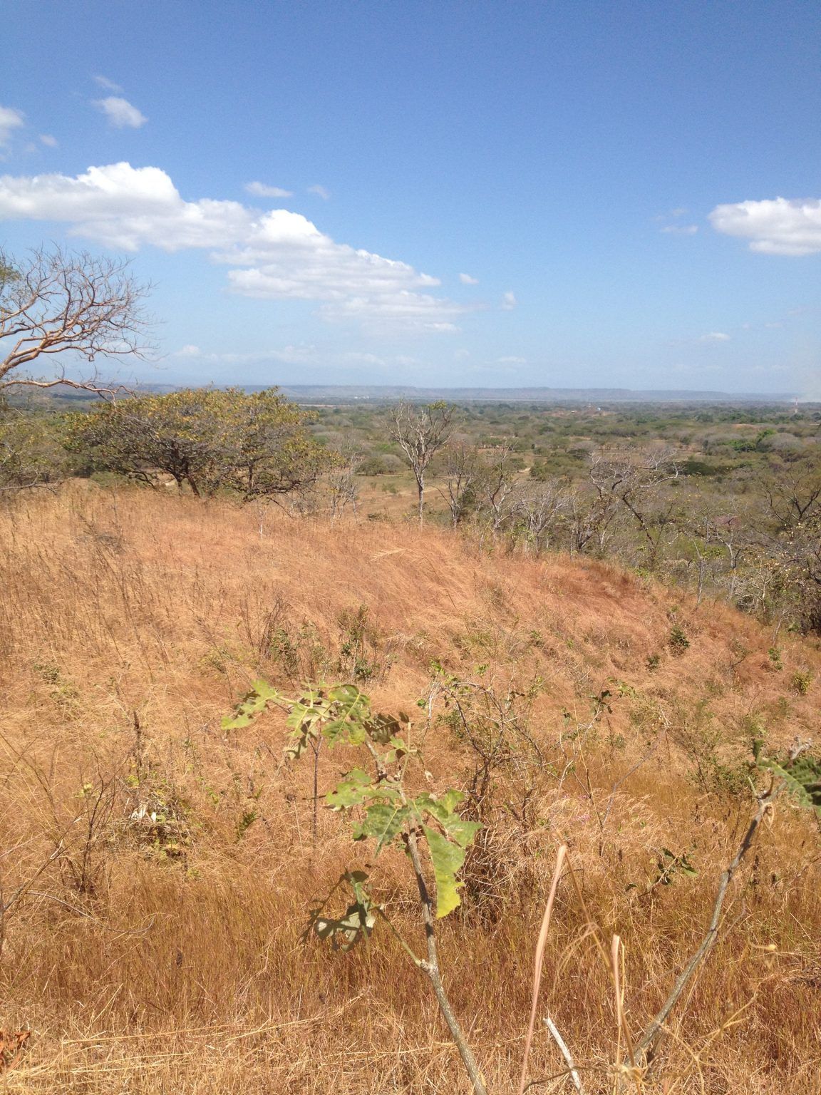 Dry, grassy hillside under a blue sky with scattered clouds, overlooking a landscape of trees and the horizon.