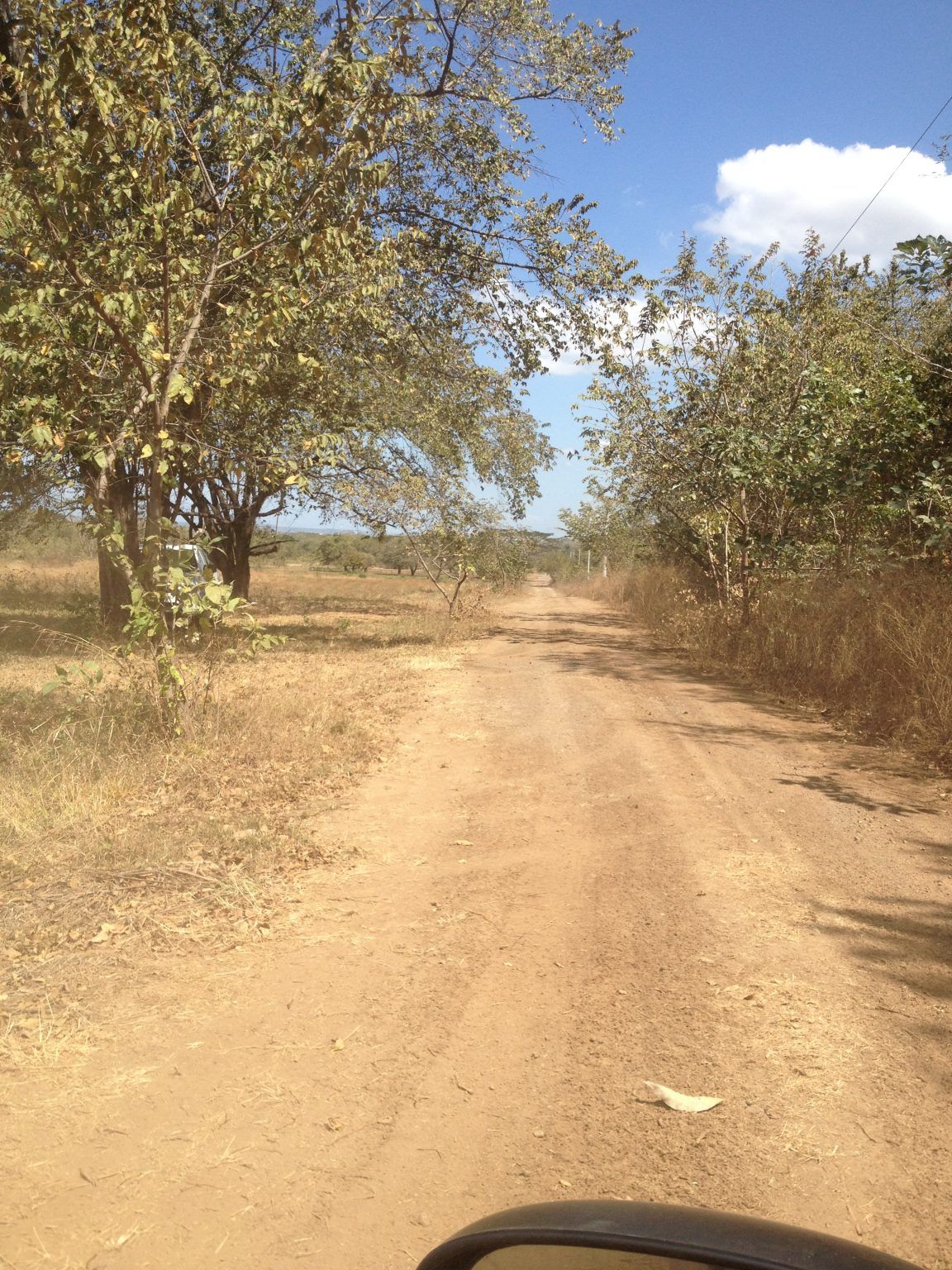 Dirt road through dry, grassy field with trees under a blue sky.