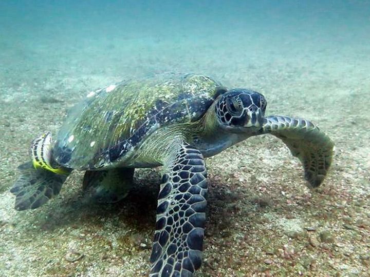Turtle