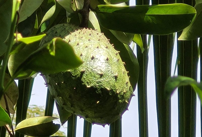 Guyabano