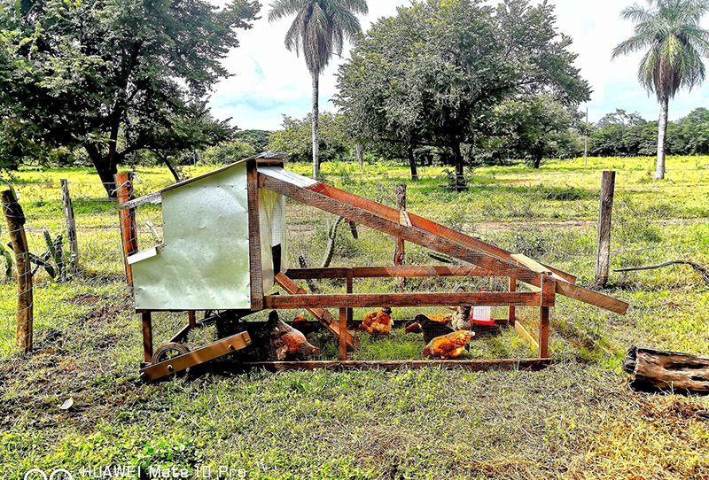 Chicken Cage