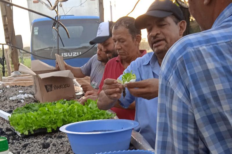 Checking The Plant