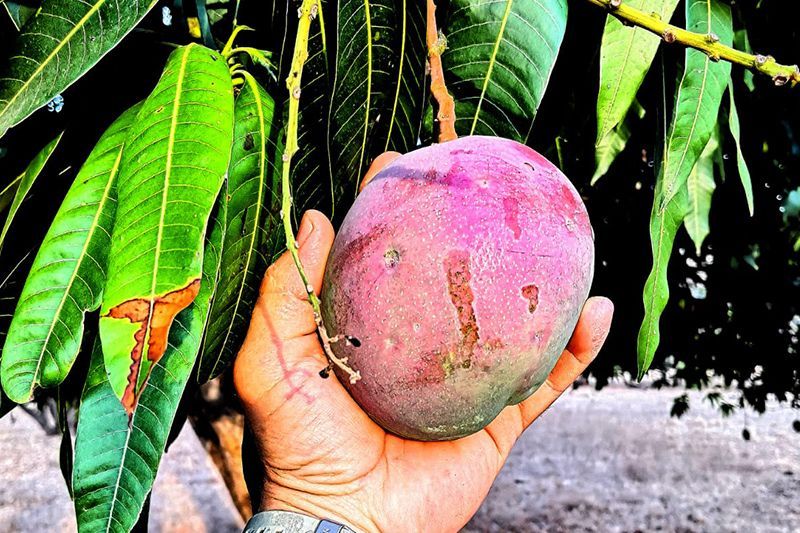 Fruits