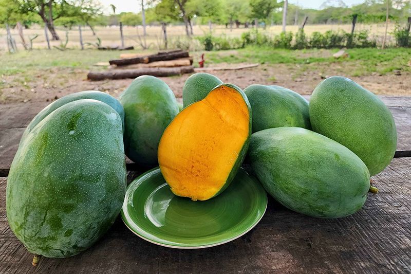 Mangoes
