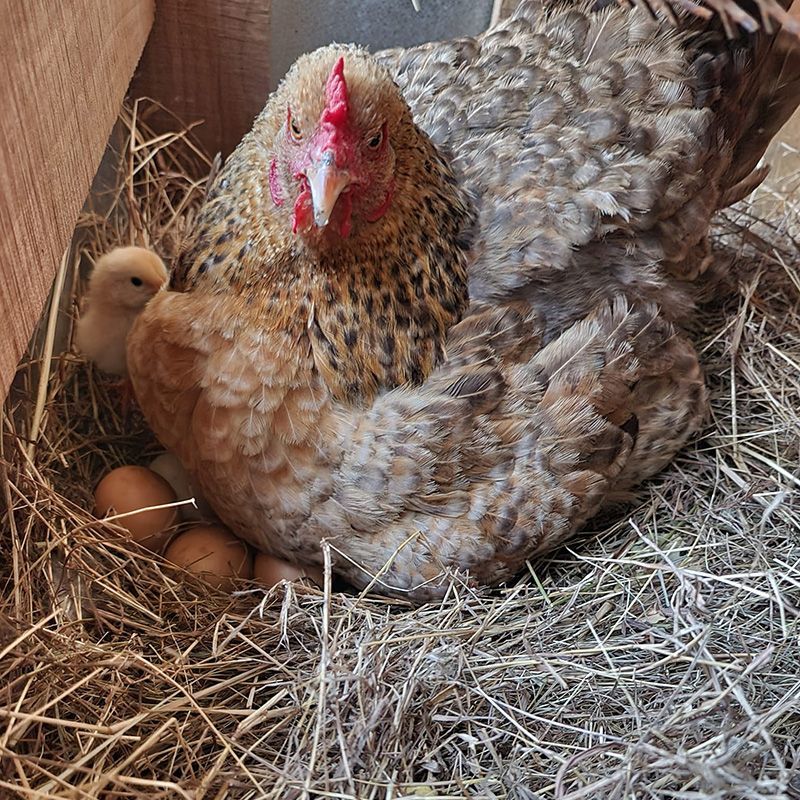 Chicken And Hens