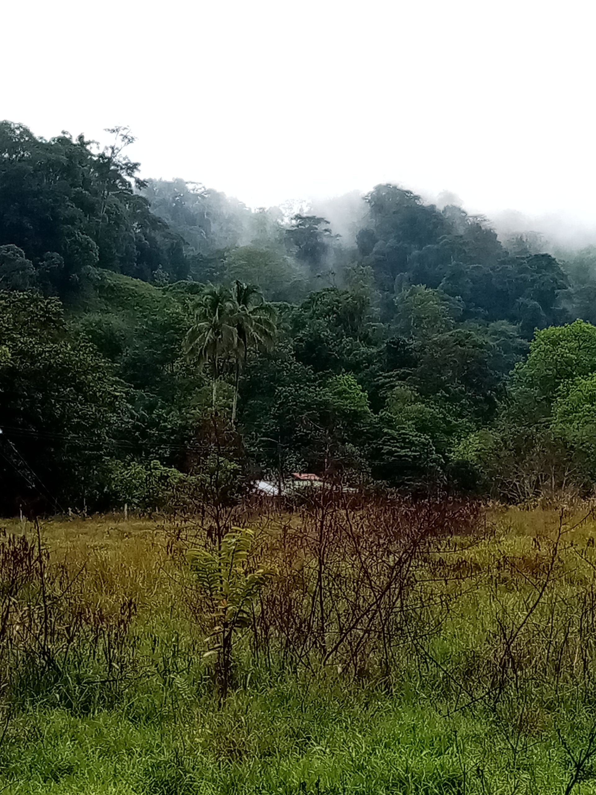 Lush green forest with low-hanging fog, viewed from a grassy field under an overcast sky.
