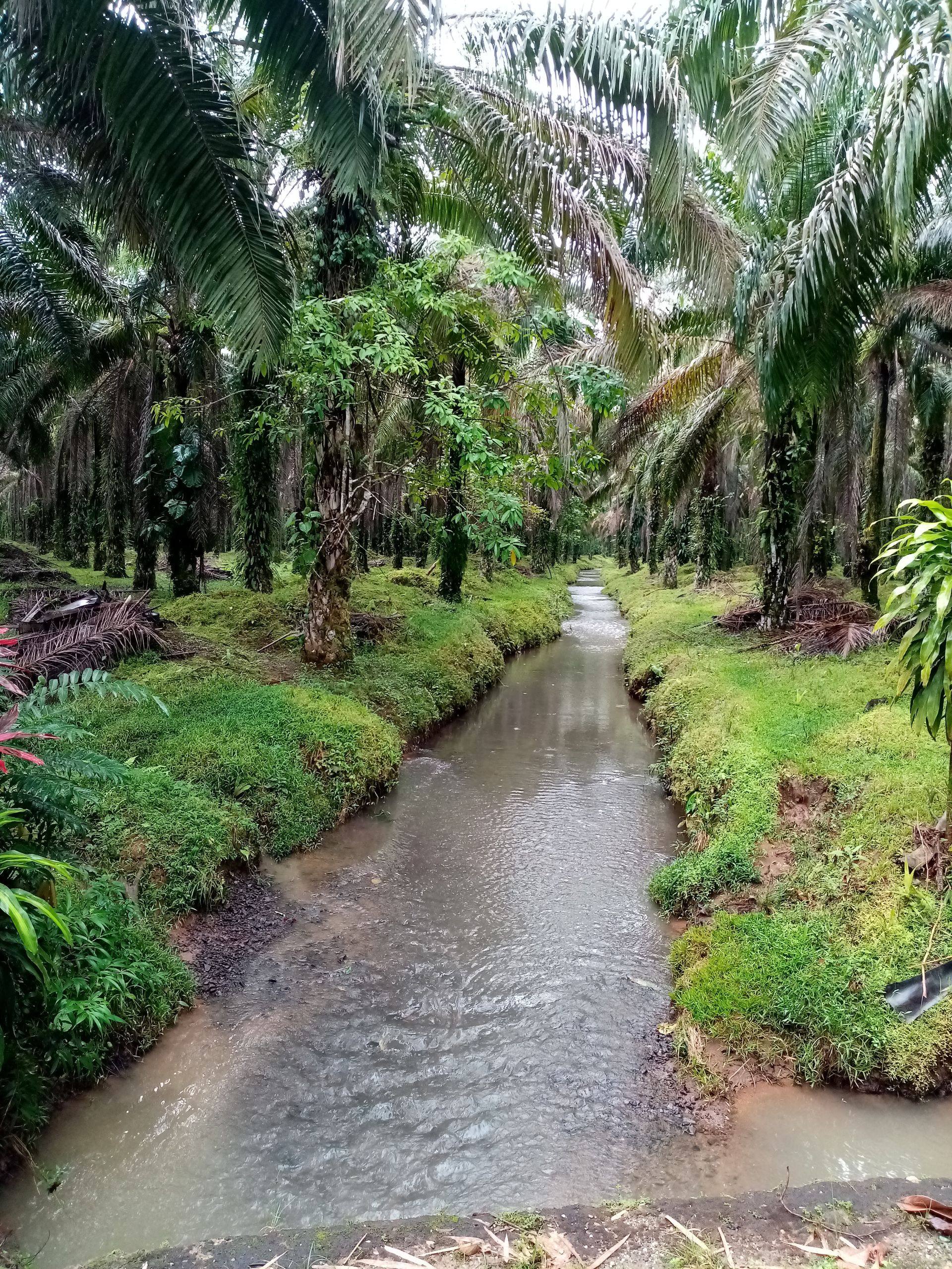 A narrow waterway flows through lush green vegetation, framed by tall trees under an overcast sky.