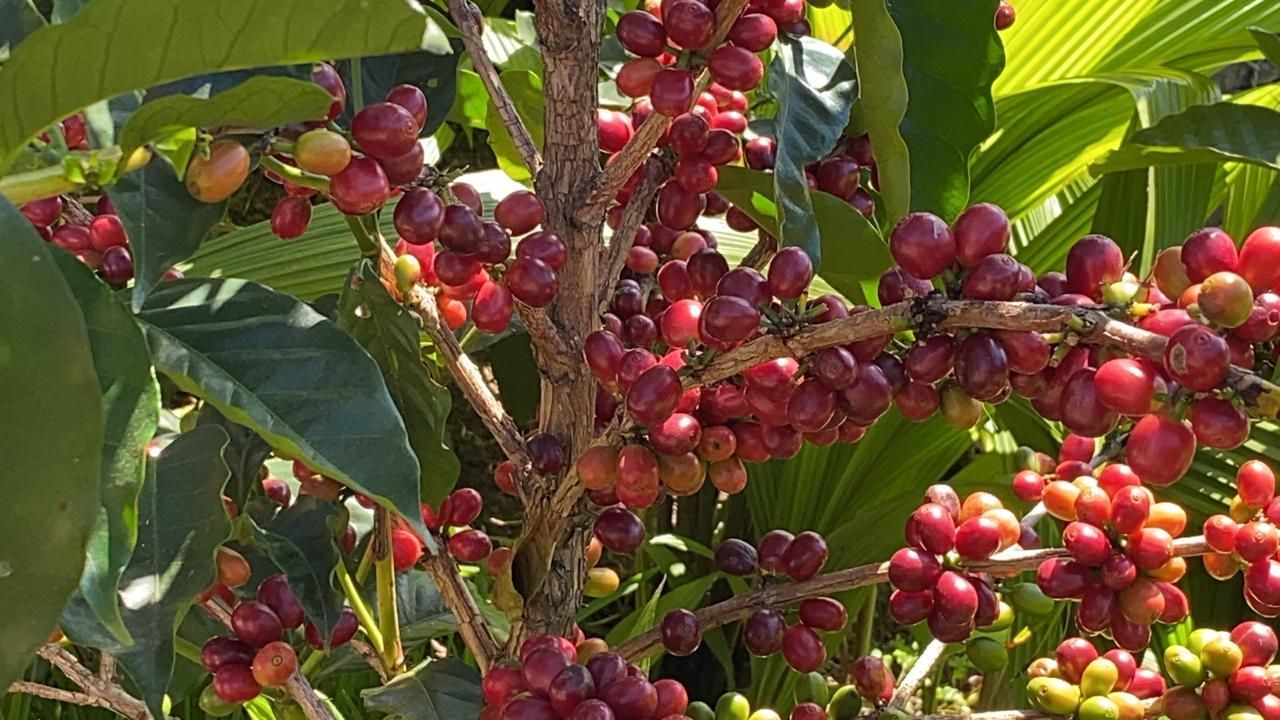 Coffee plant with clusters of ripe, red coffee cherries. Green leaves and sunlight visible.
