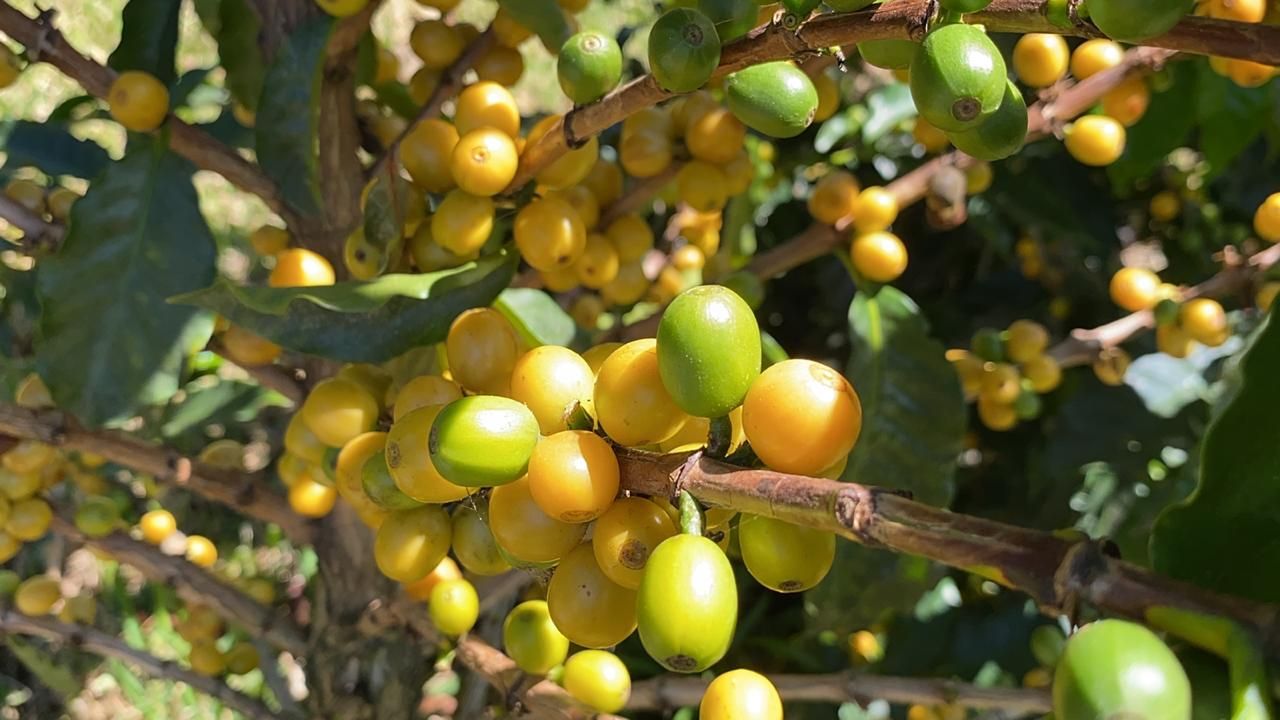 Coffee plant branch with clusters of yellow and green coffee cherries.