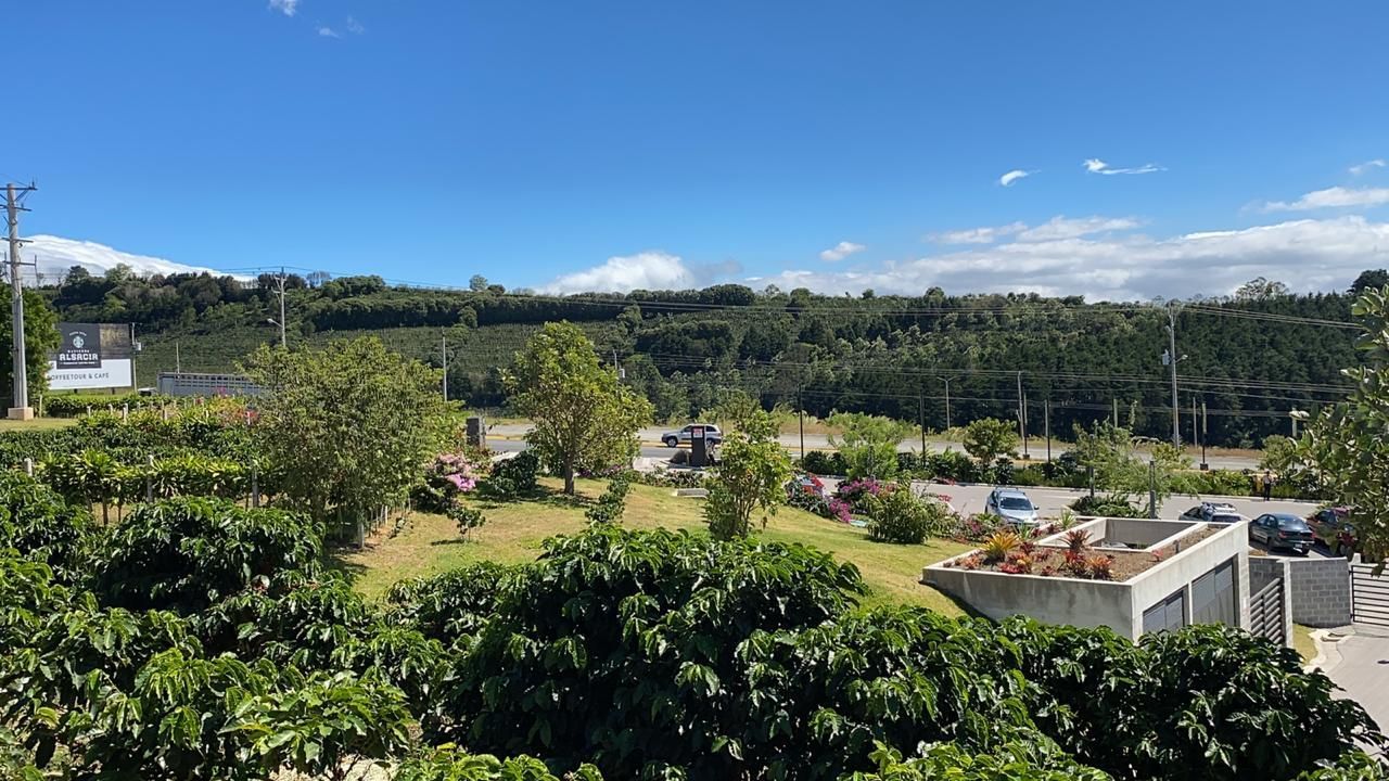 Lush green coffee plantation under a bright blue sky. Road, trees, and buildings are visible.
