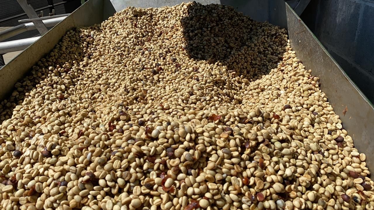 Coffee beans in a metal container, showing various colors, and textures, as part of the coffee processing.