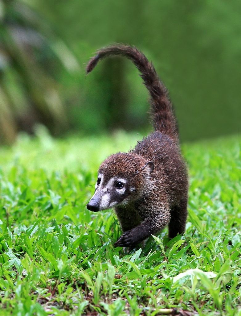 Brown coati with a long, ringed tail, walking on green grass.