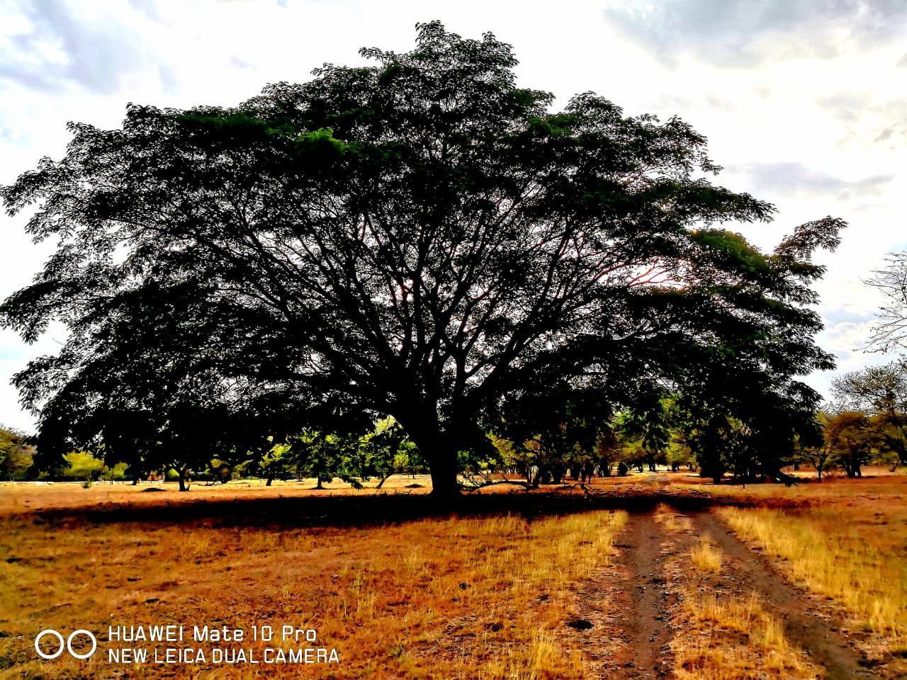 Large tree with sprawling branches casts a shadow on a dirt path in a dry field.