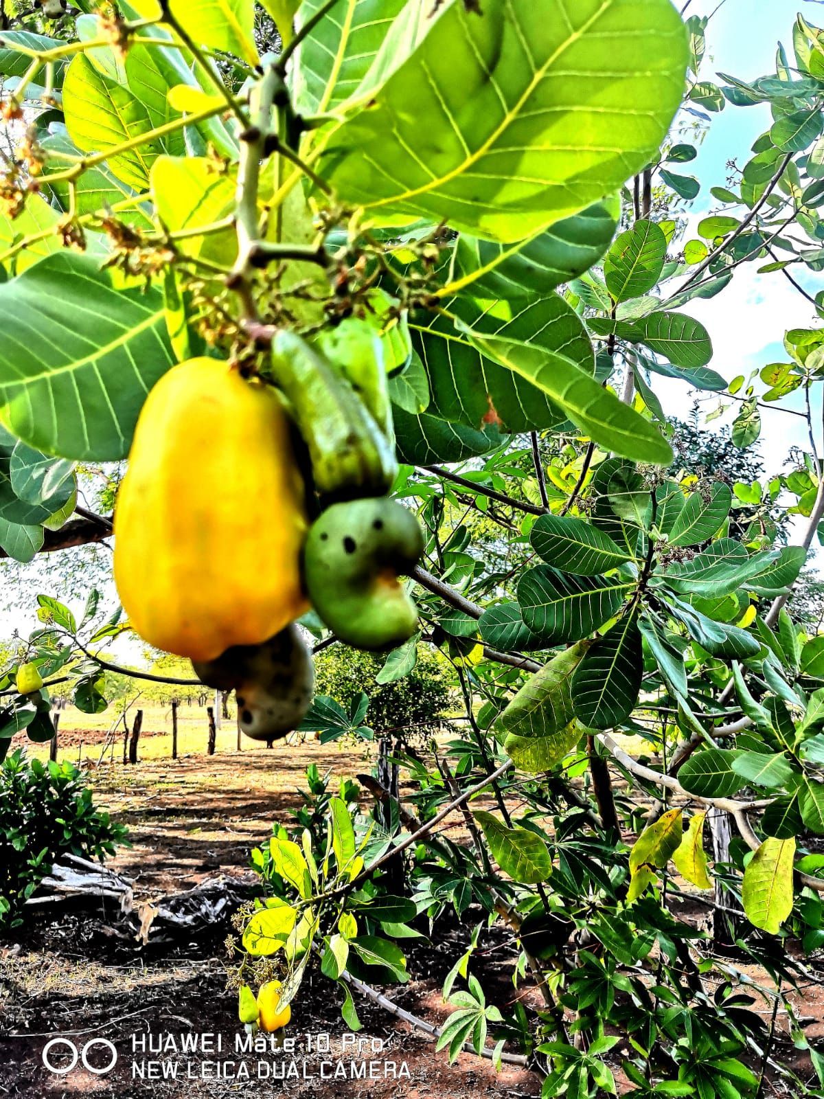 Cashew tree with a large yellow cashew fruit and a green cashew apple.