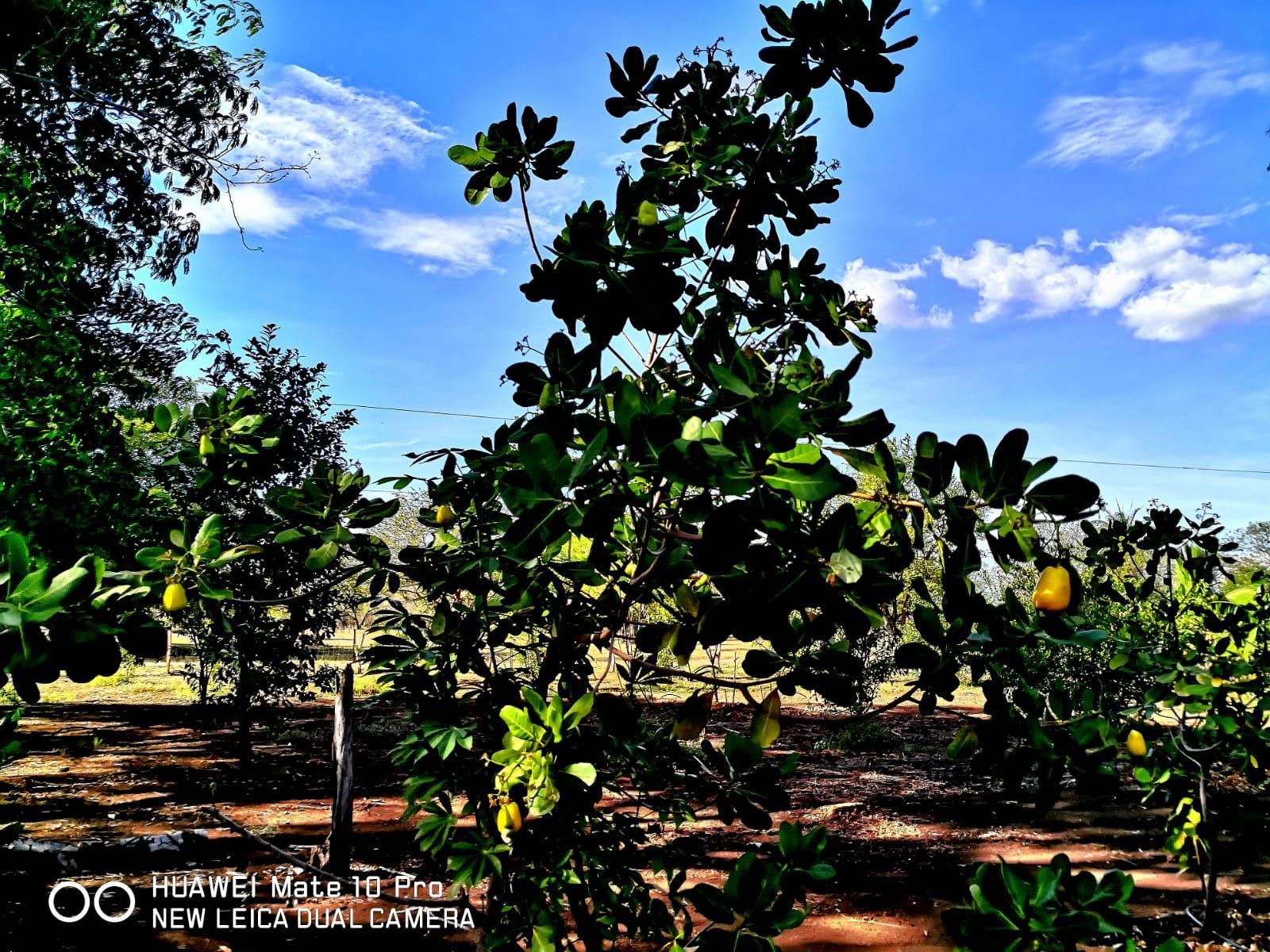 Trees with yellow fruit under a blue sky, possibly a cashew orchard.