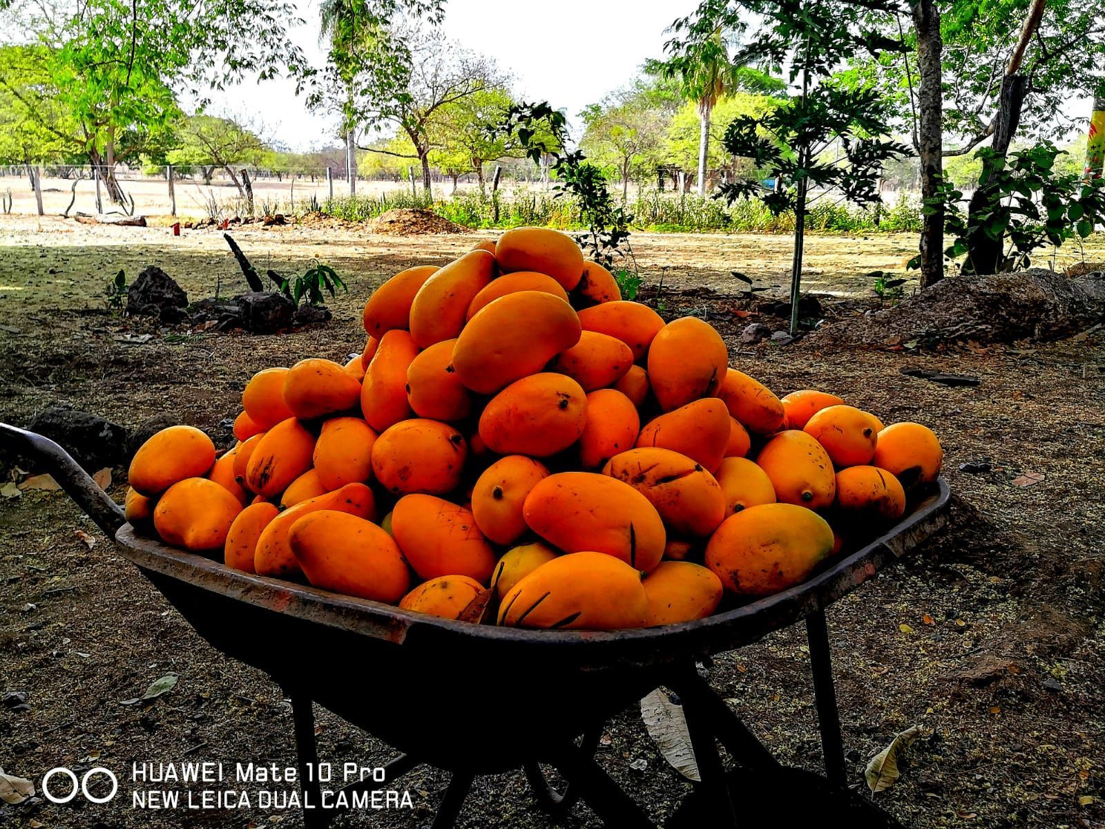 Wheelbarrow overflowing with ripe, orange mangoes outdoors in a field.