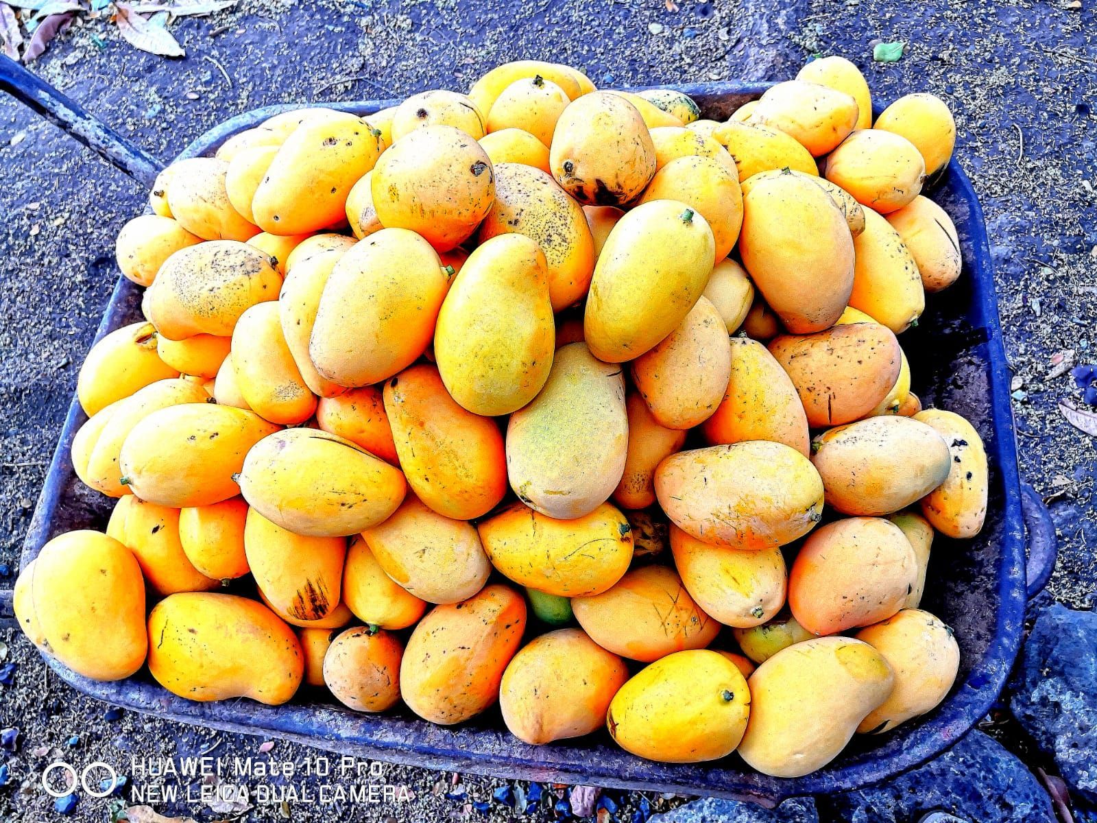 Heap of yellow and orange mangoes in a blue wheelbarrow, outdoors.
