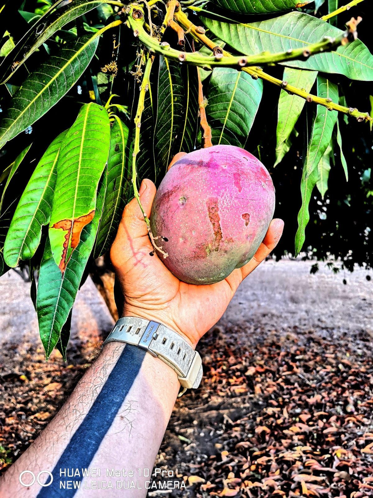 Hand holding a ripe, purple-pink mango on a tree branch, with green leaves in the background.