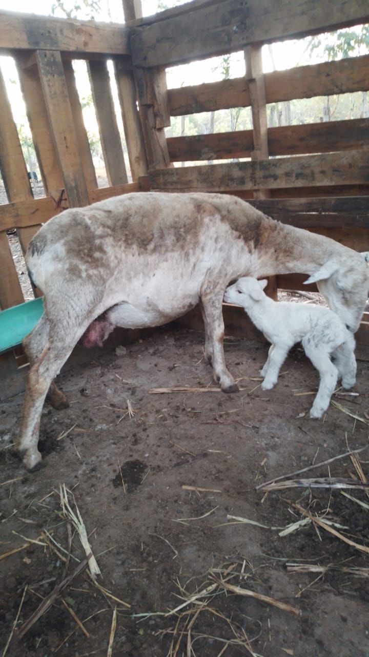 A sheep nursing a white lamb inside a wooden enclosure.