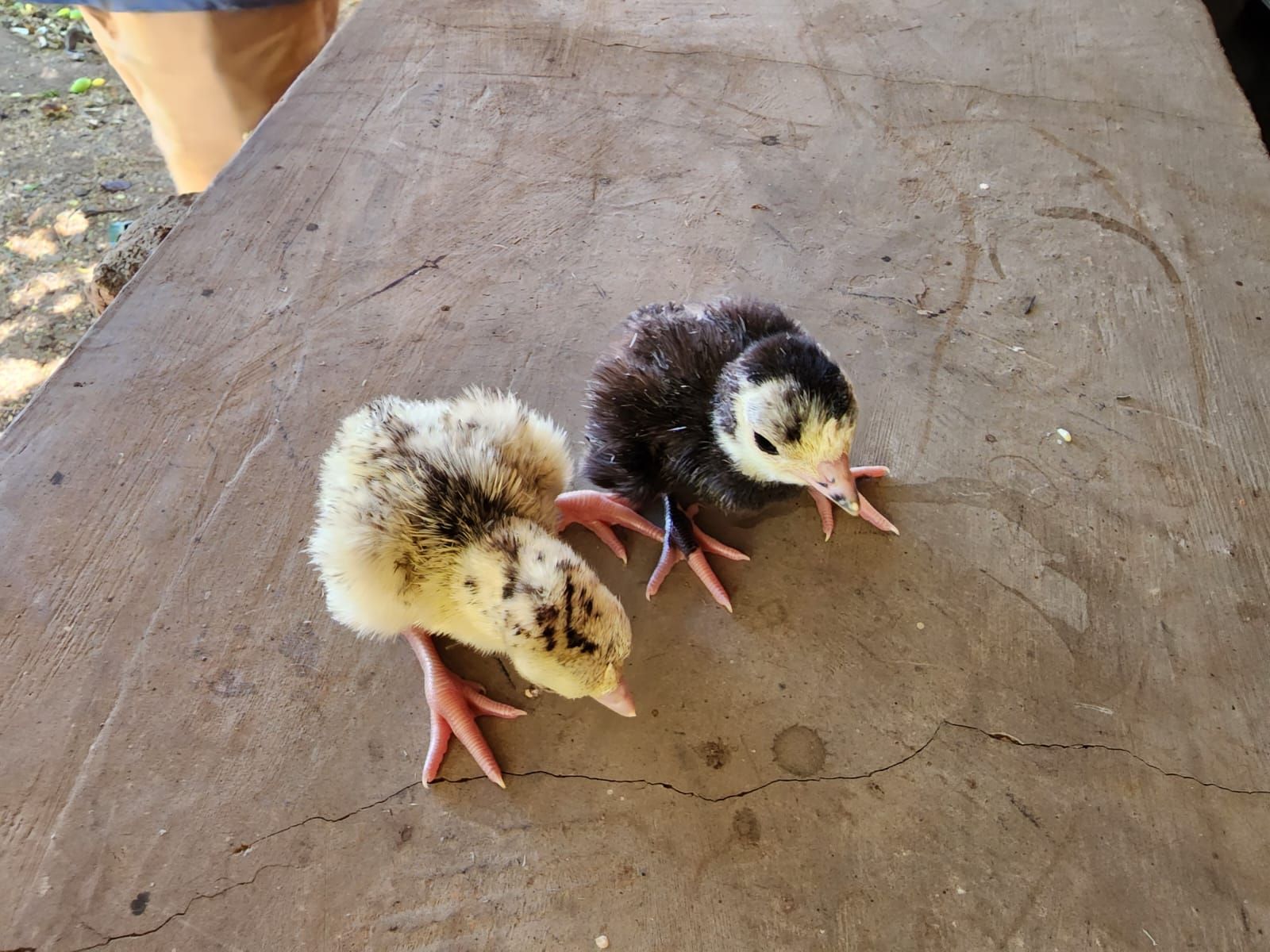 Two baby turkeys with different colored down on a wooden surface.