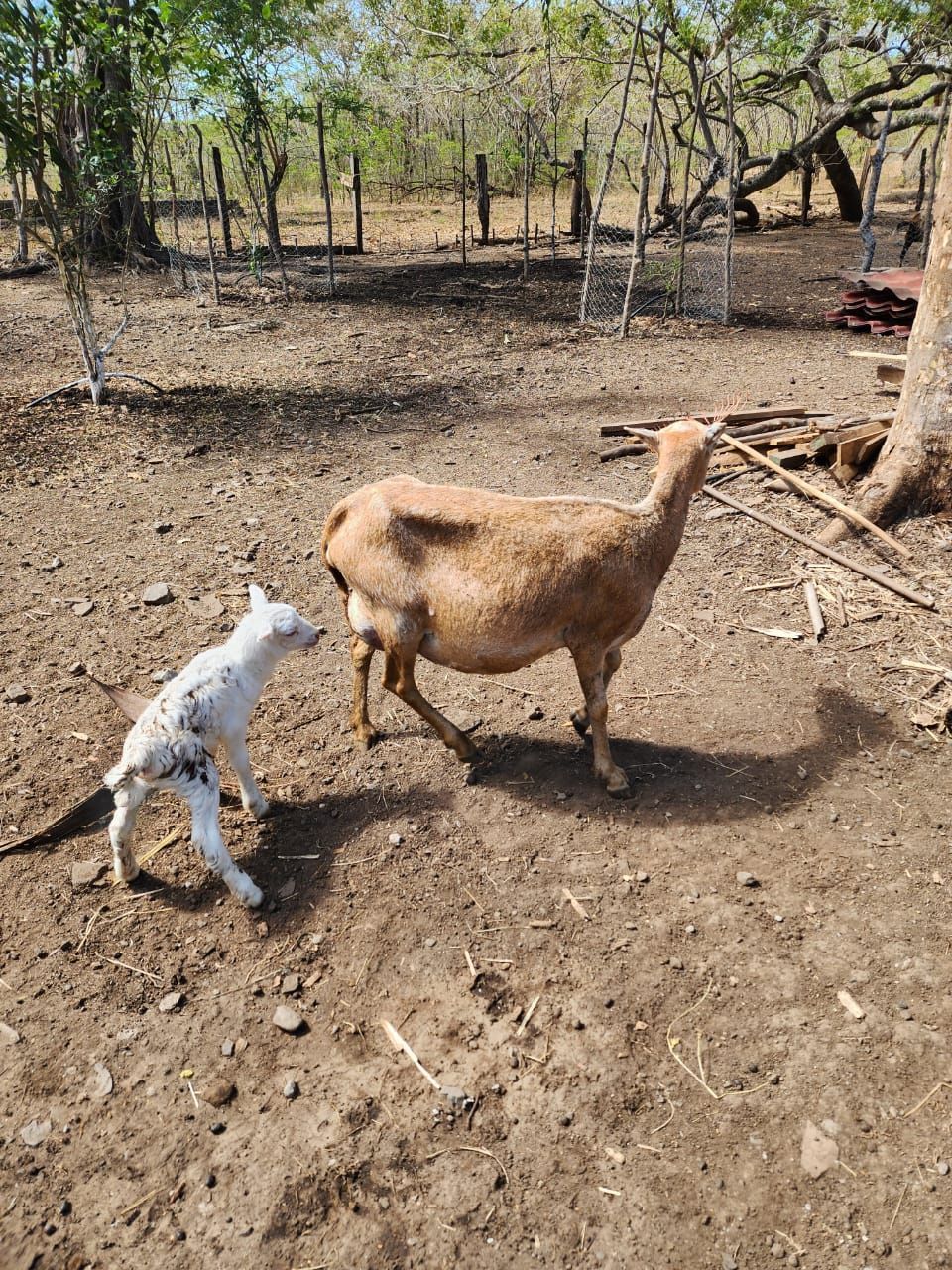Goat and small white and black spotted kid in a dirt yard with trees.