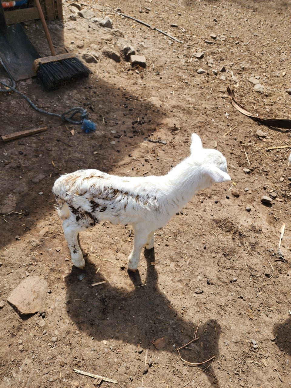 Lamb with white and speckled brown coat standing on dirt.