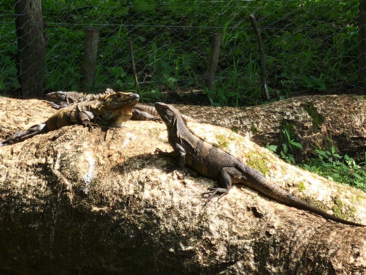 Two brown lizards basking on a log in a shaded outdoor area.