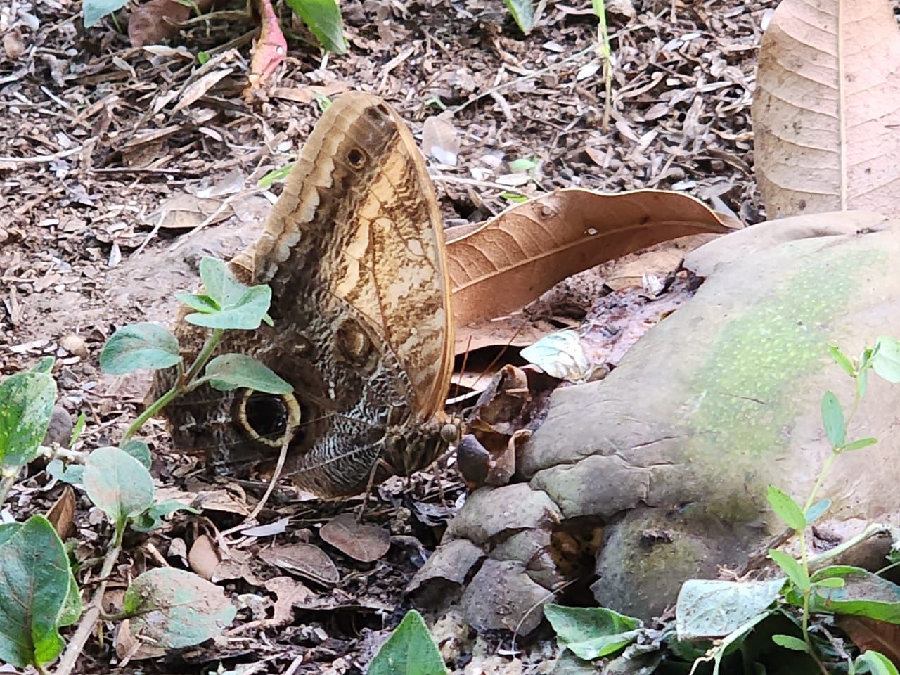 Butterfly with brown and tan markings camouflaged on forest floor near a rock and leaves.