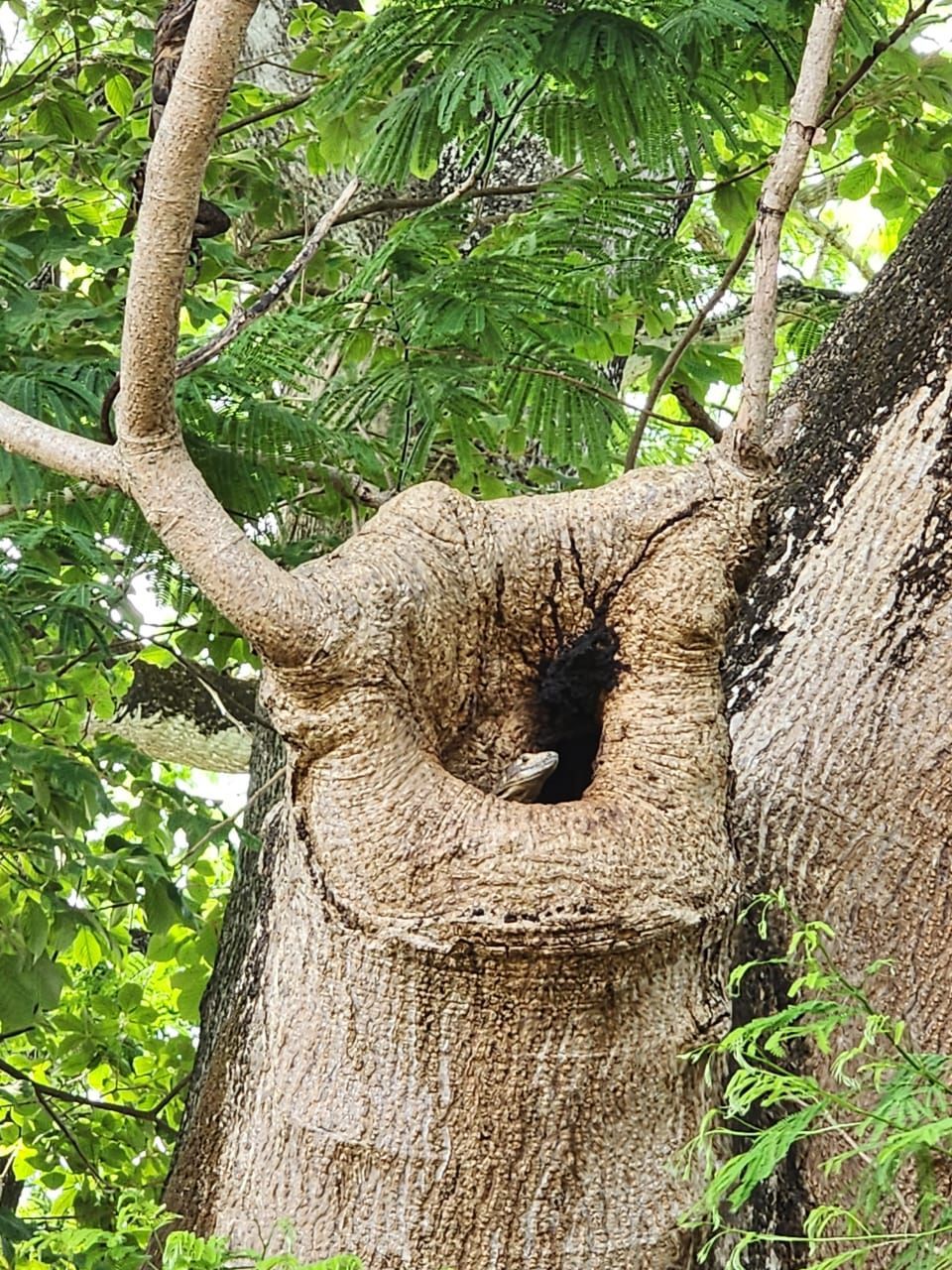 Hollowed section in a tree trunk, with a large opening. Surrounding branches with green leaves are visible.